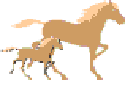 horse